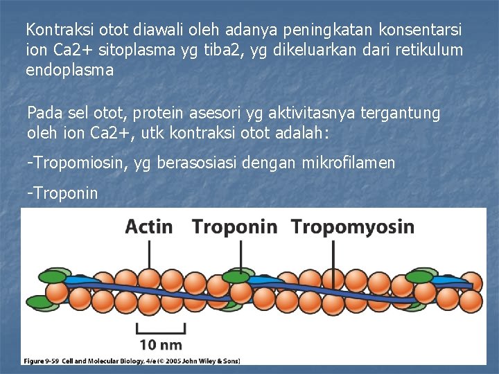 Kontraksi otot diawali oleh adanya peningkatan konsentarsi ion Ca 2+ sitoplasma yg tiba 2,
