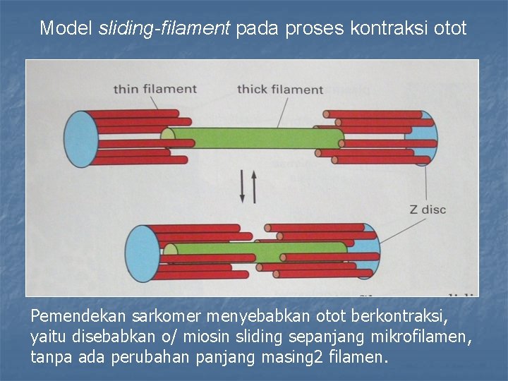 Model sliding-filament pada proses kontraksi otot Pemendekan sarkomer menyebabkan otot berkontraksi, yaitu disebabkan o/
