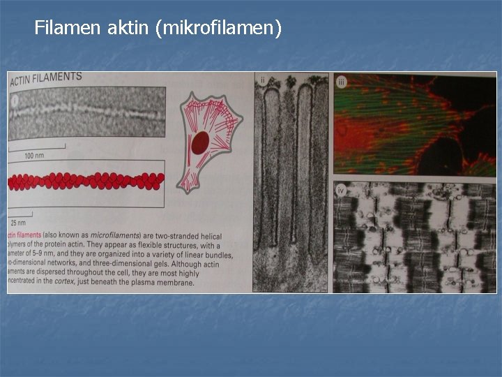 Filamen aktin (mikrofilamen) 
