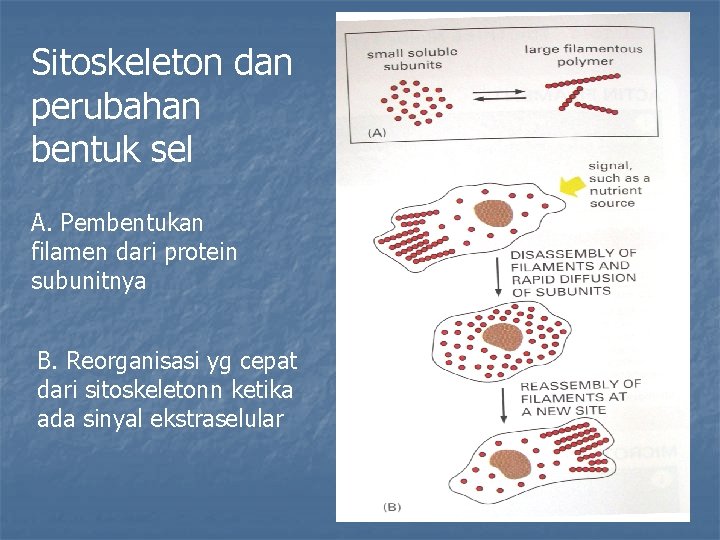 Sitoskeleton dan perubahan bentuk sel A. Pembentukan filamen dari protein subunitnya B. Reorganisasi yg