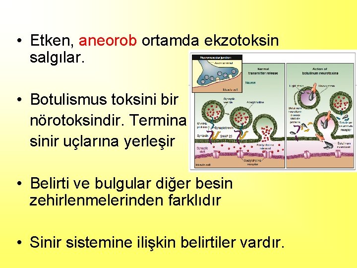  • Etken, aneorob ortamda ekzotoksin salgılar. • Botulismus toksini bir nörotoksindir. Terminal sinir