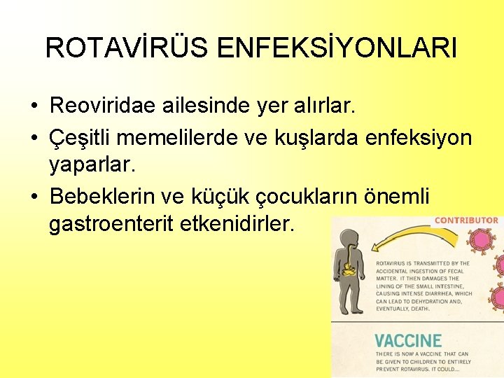 ROTAVİRÜS ENFEKSİYONLARI • Reoviridae ailesinde yer alırlar. • Çeşitli memelilerde ve kuşlarda enfeksiyon yaparlar.