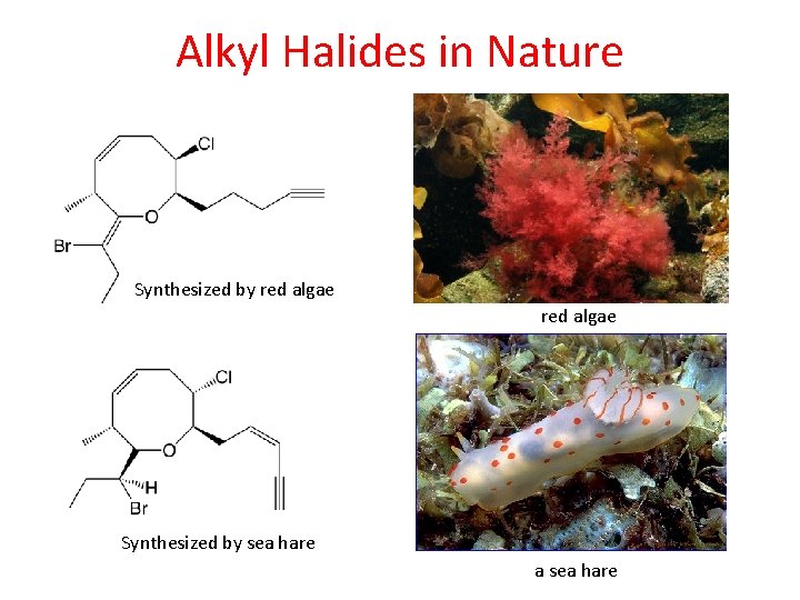 Alkyl Halides in Nature Synthesized by red algae Synthesized by sea hare a sea