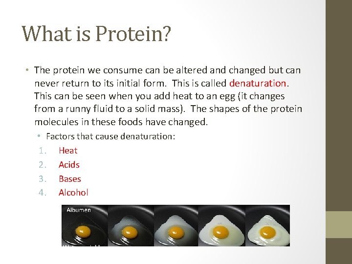 What is Protein? • The protein we consume can be altered and changed but