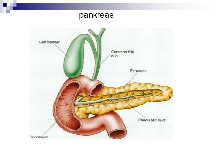 pankreas 