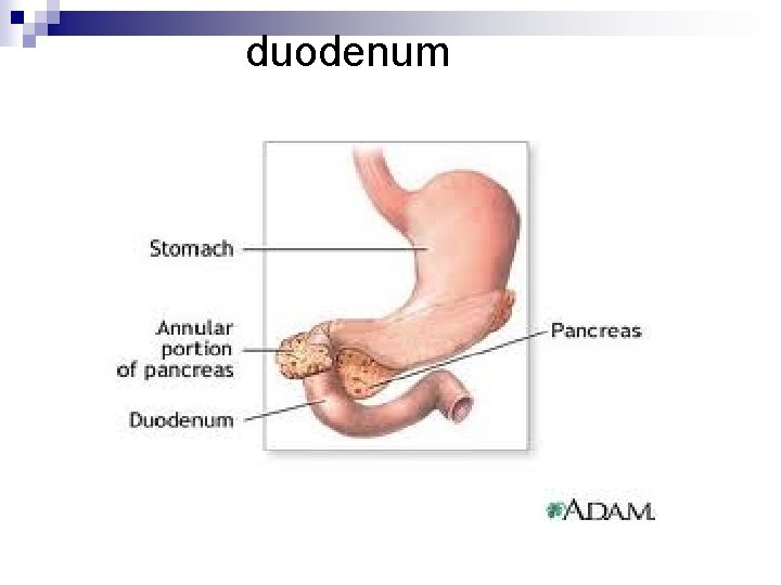 duodenum 