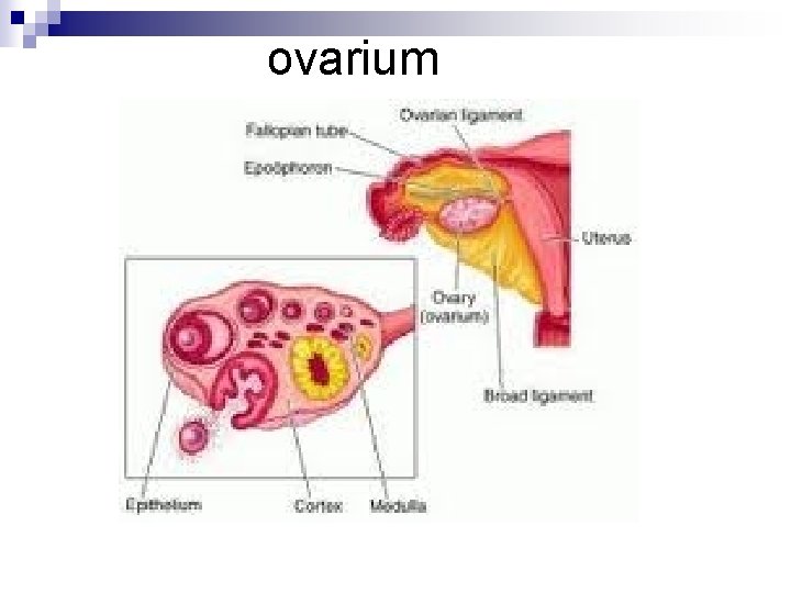 ovarium 