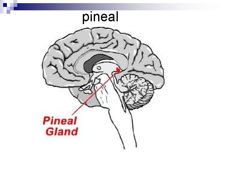 pineal 