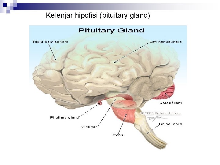 Kelenjar hipofisi (pituitary gland) 
