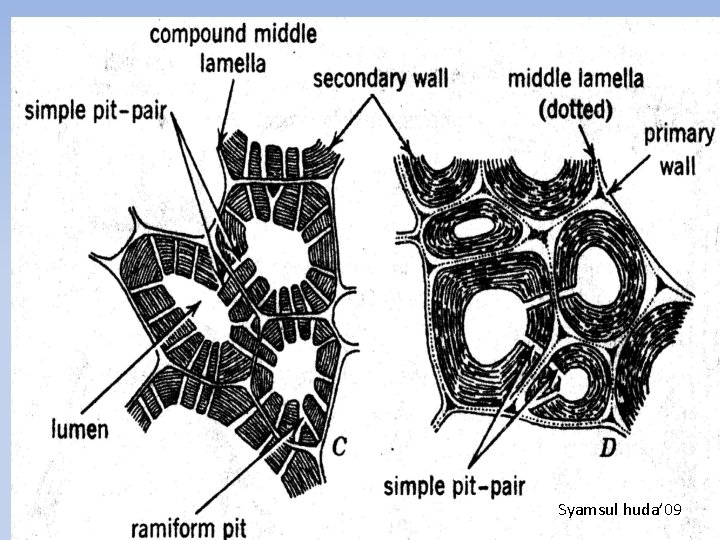 Thin Anatomi Tumbuhan 2008 Syamsul 10/09/2008 huda’ 09 