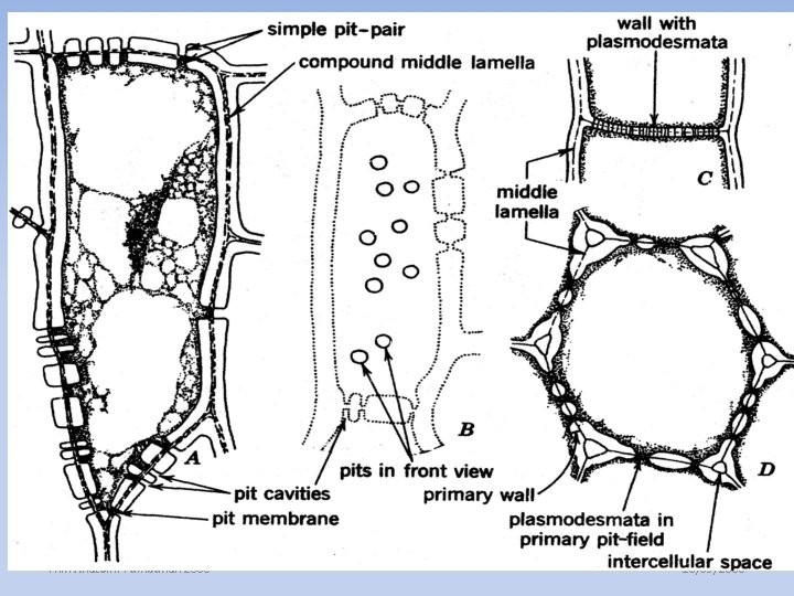 Thin Anatomi Tumbuhan 2008 10/09/2008 