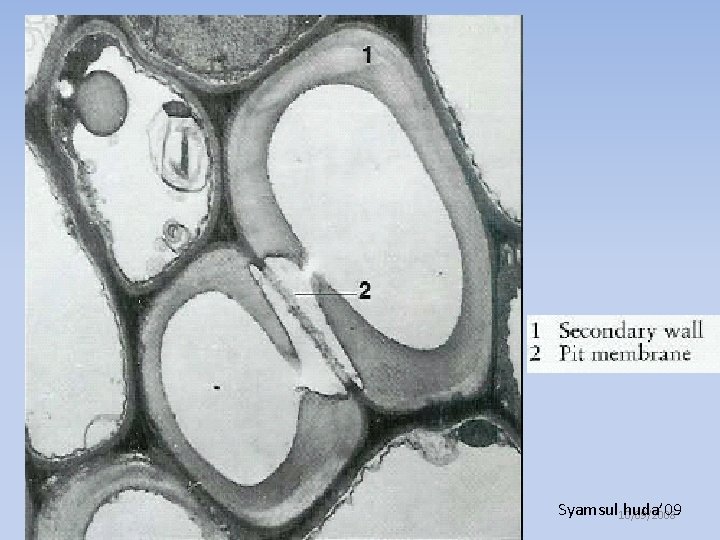 Thin Anatomi Tumbuhan 2008 Syamsul 10/09/2008 huda’ 09 