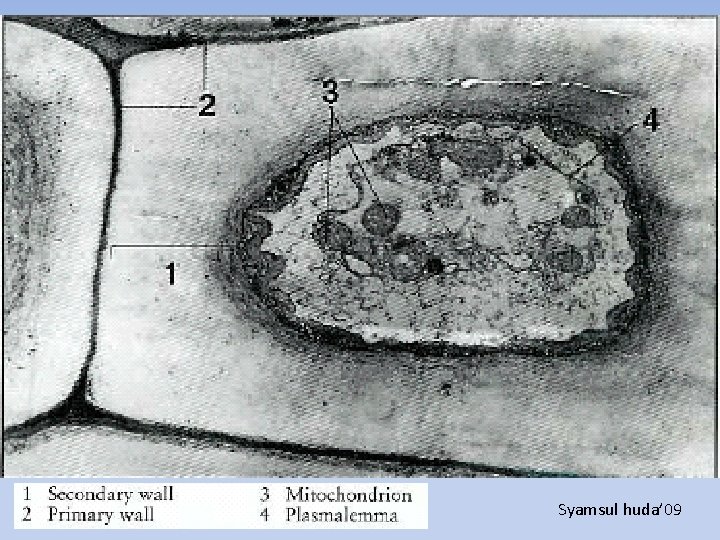 Thin Anatomi Tumbuhan 2008 Syamsul huda’ 09 