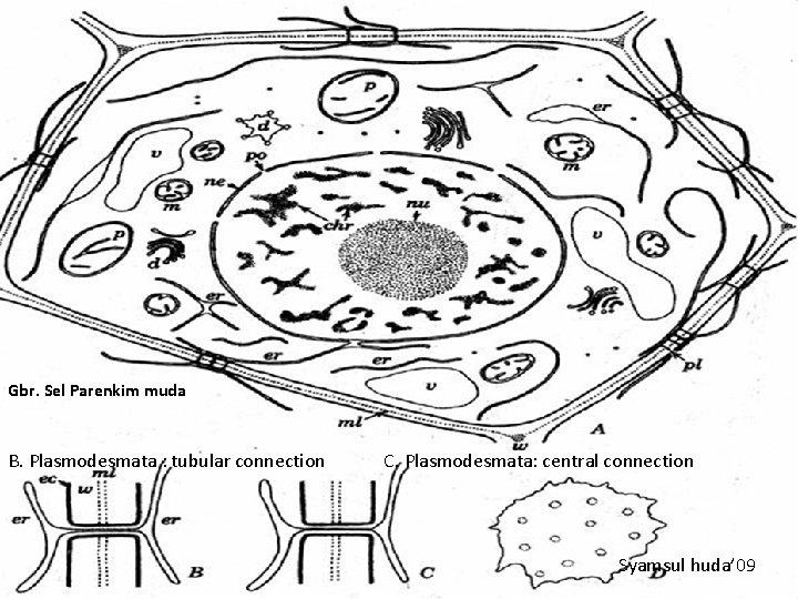 Gbr. Sel Parenkim muda B. Plasmodesmata : tubular connection Thin Anatomi Tumbuhan 2008 C.
