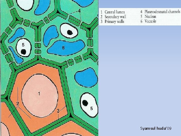 Thin Anatomi Tumbuhan 2008 Syamsul huda’ 09 