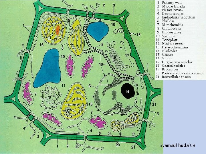 Thin Anatomi Tumbuhan 2008 Syamsul huda’ 09 