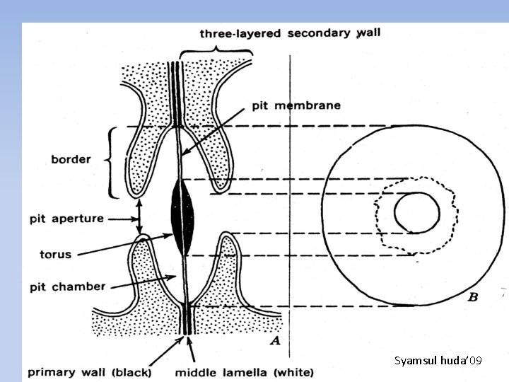 Thin Anatomi Tumbuhan 2008 Syamsul huda’ 09 