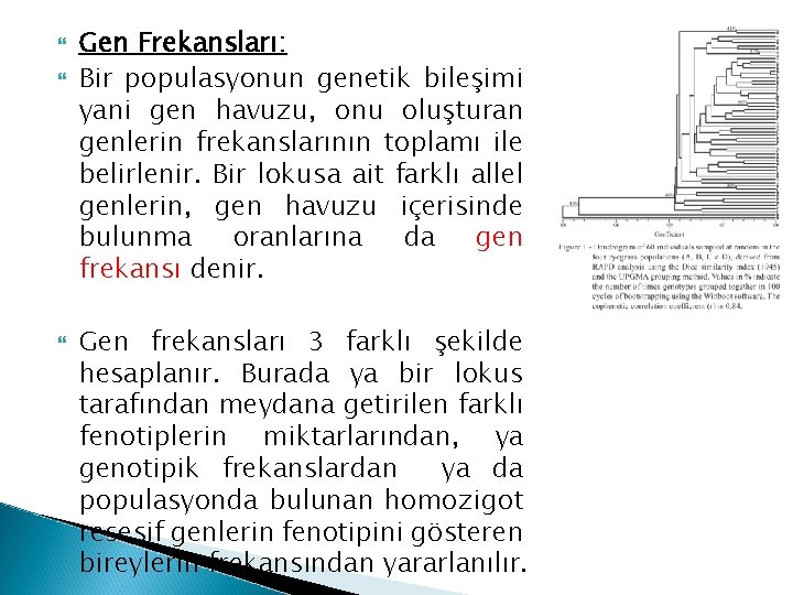  Gen Frekansları: Bir populasyonun genetik bileşimi yani gen havuzu, onu oluşturan genlerin frekanslarının