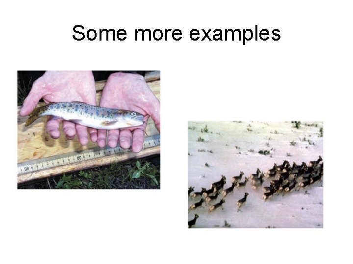 Some more examples Some more examples