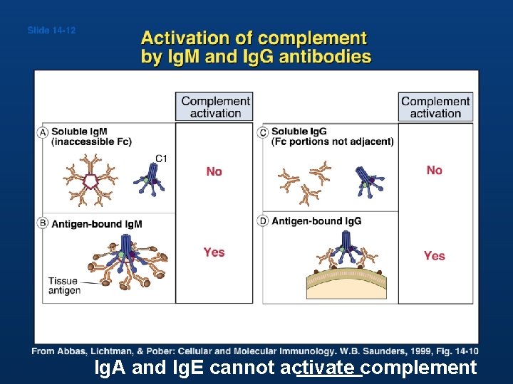 Ig. A and Ig. E cannot activate complement 