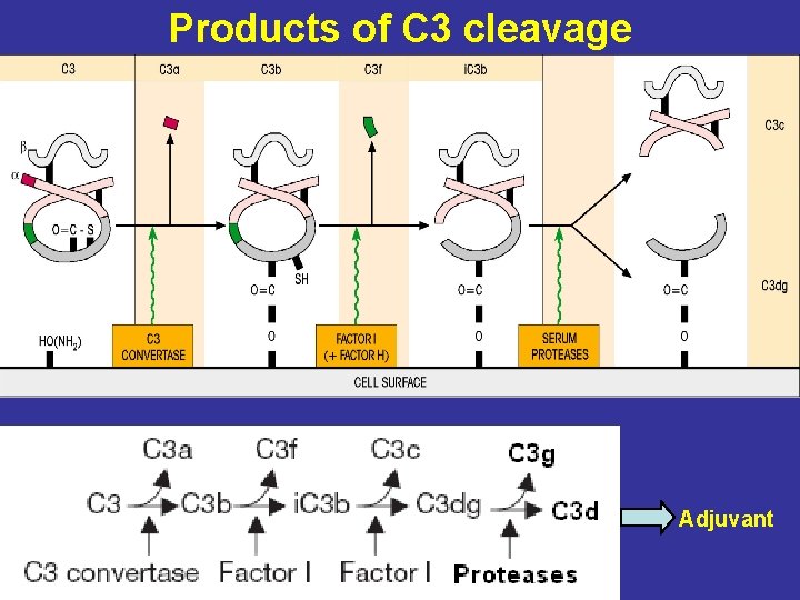 Products of C 3 cleavage Adjuvant 