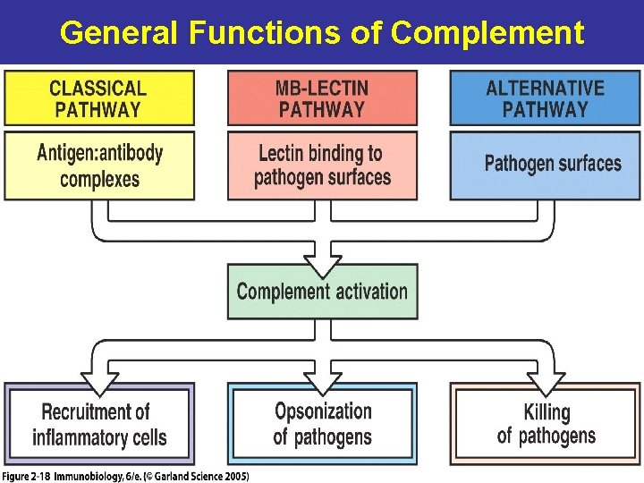 General Functions of Complement 
