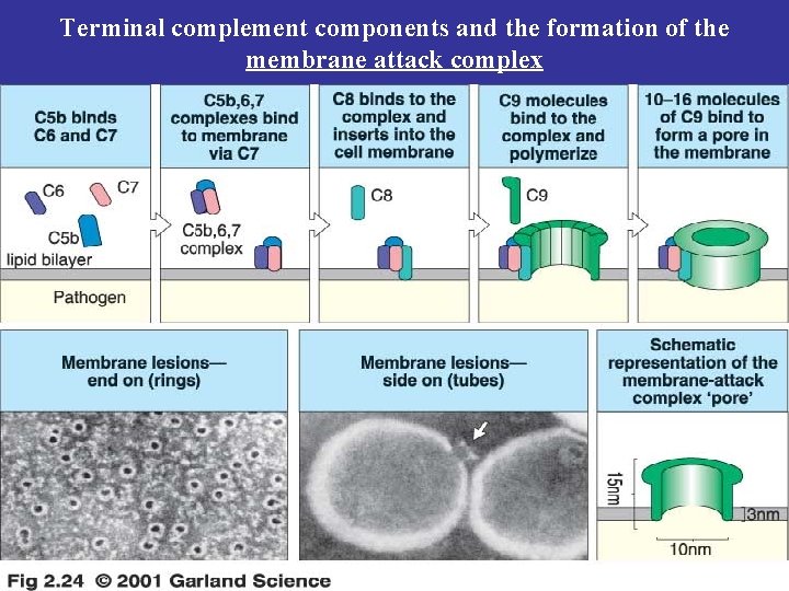 Terminal complement components and the formation of the membrane attack complex 
