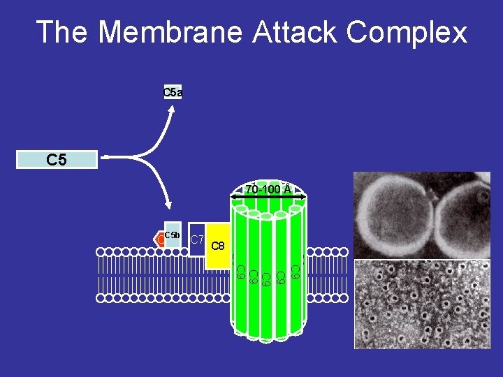 The Membrane Attack Complex C 5 a C 5 70 -100 Å C 8