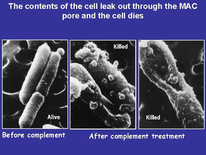 The contents of the cell leak out through the MAC pore and the cell