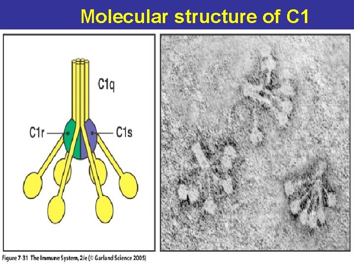 Molecular structure of C 1 