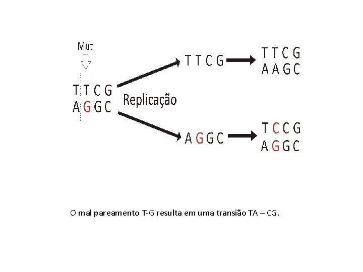 O mal pareamento T-G resulta em uma transião TA – CG. 