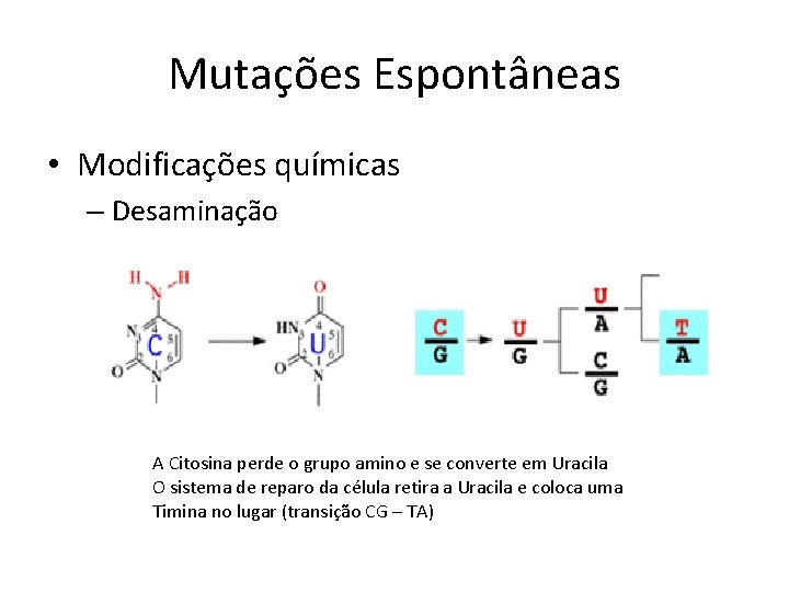 Mutações Espontâneas • Modificações químicas – Desaminação A Citosina perde o grupo amino e