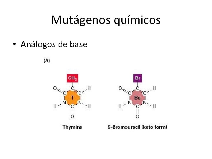 Mutágenos químicos • Análogos de base 
