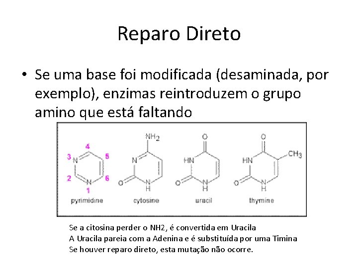 Reparo Direto • Se uma base foi modificada (desaminada, por exemplo), enzimas reintroduzem o