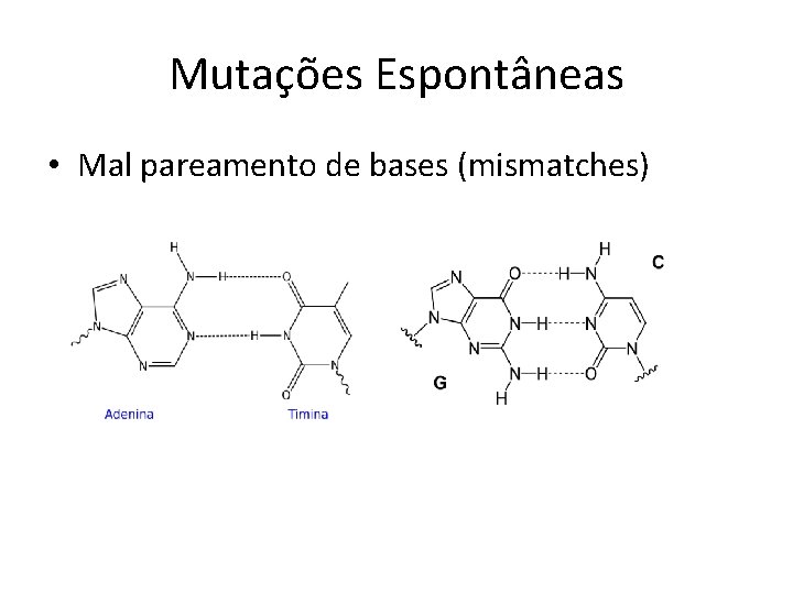 Mutações Espontâneas • Mal pareamento de bases (mismatches) 