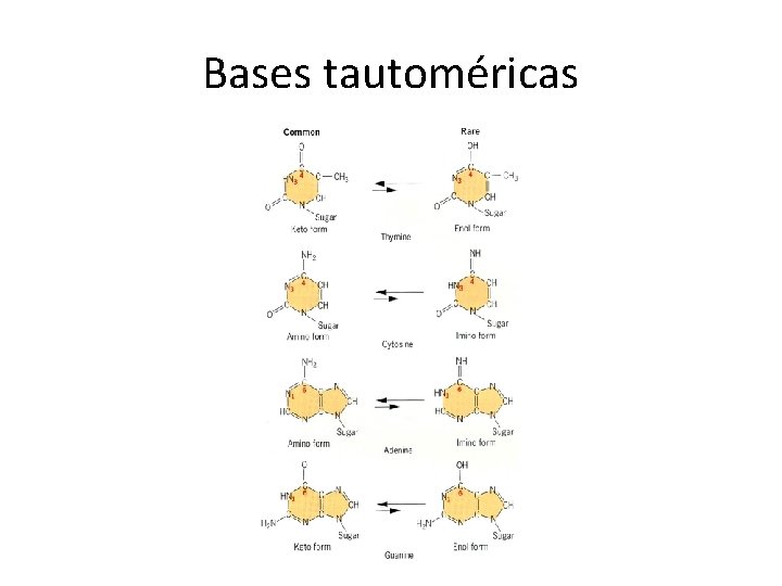 Bases tautoméricas 