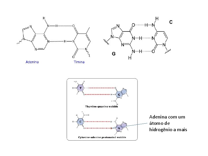 Adenina com um átomo de hidrogênio a mais 