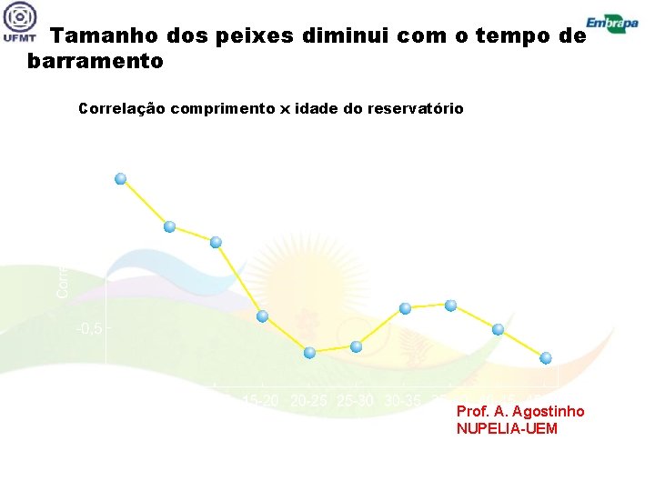 Tamanho dos peixes diminui com o tempo de barramento Correlação comprimento x idade do