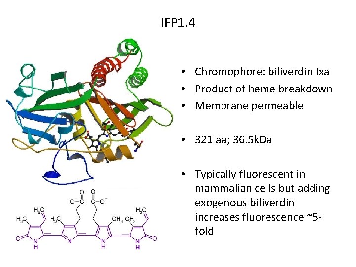 IFP 1. 4 • Chromophore: biliverdin Ixa • Product of heme breakdown • Membrane