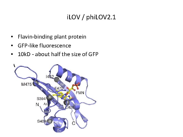 i. LOV / phi. LOV 2. 1 • Flavin-binding plant protein • GFP-like fluorescence