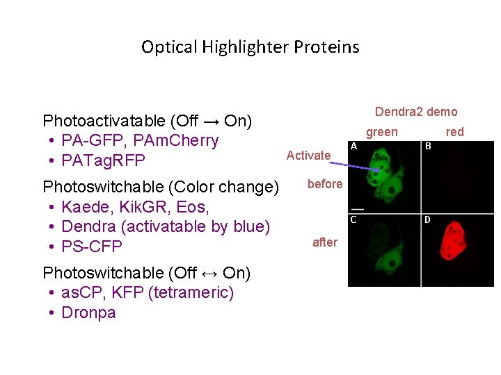 Optical Highlighter Proteins Photoactivatable (Off → On) • PA-GFP, PAm. Cherry • PATag. RFP