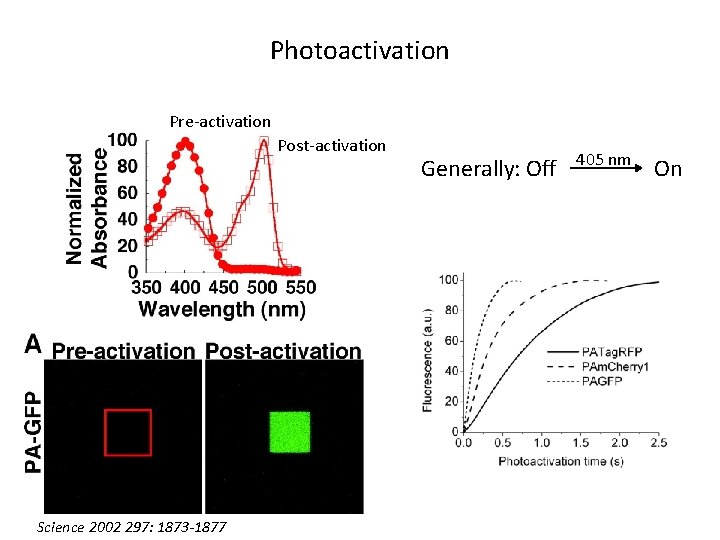 Photoactivation Pre-activation Post-activation Science 2002 297: 1873 -1877 Generally: Off 405 nm On 