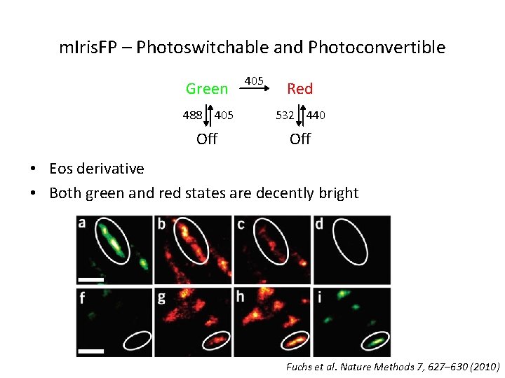 m. Iris. FP – Photoswitchable and Photoconvertible Green 405 Red 488 405 532 440