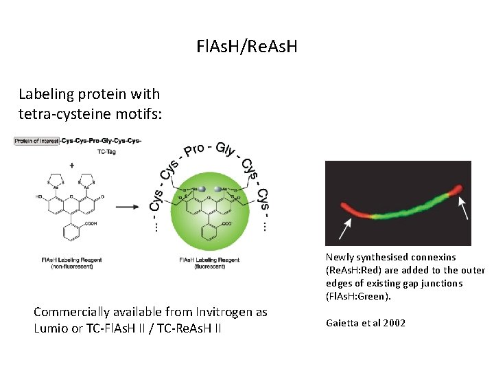 Fl. As. H/Re. As. H Labeling protein with tetra-cysteine motifs: Newly synthesised connexins (Re.