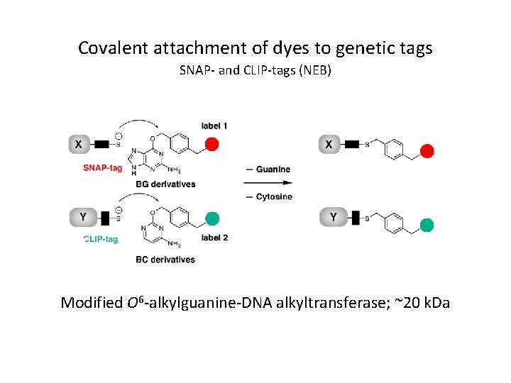 Covalent attachment of dyes to genetic tags SNAP- and CLIP-tags (NEB) Modified O 6