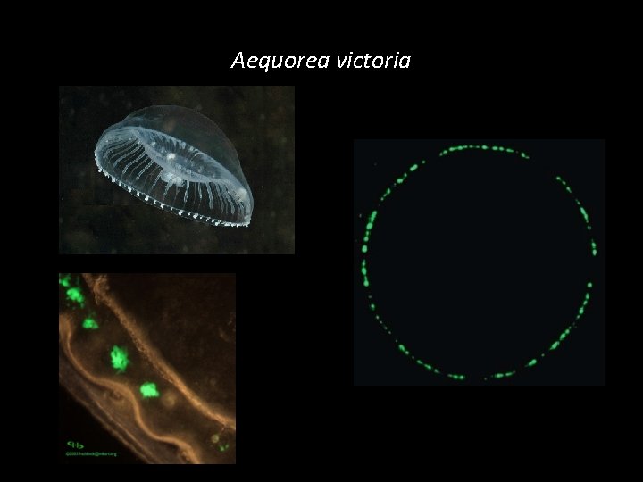 Aequorea victoria 