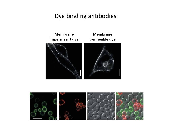 Dye binding antibodies Membrane impermeant dye Membrane permeable dye 