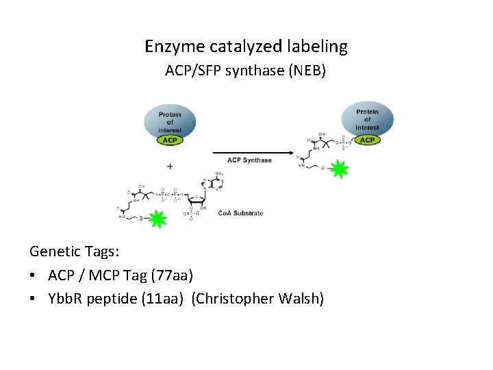 Enzyme catalyzed labeling ACP/SFP synthase (NEB) Genetic Tags: • ACP / MCP Tag (77