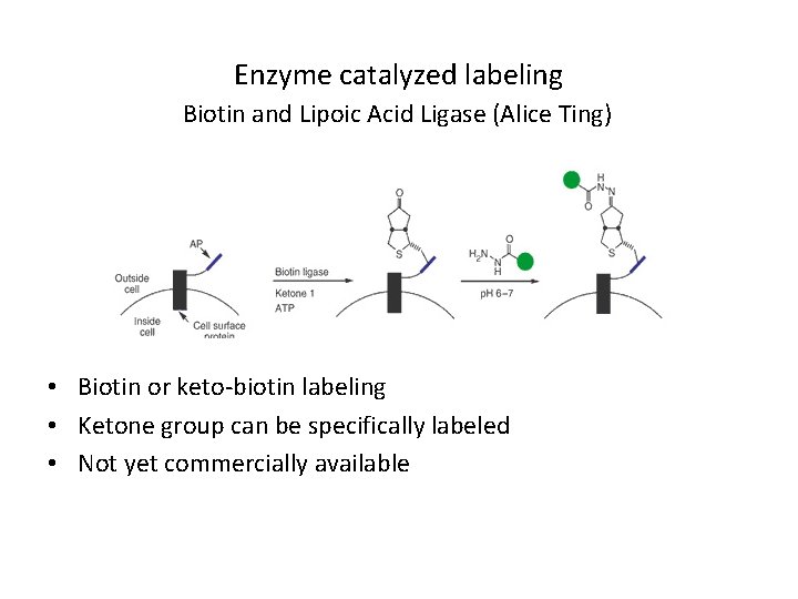Enzyme catalyzed labeling Biotin and Lipoic Acid Ligase (Alice Ting) • Biotin or keto-biotin