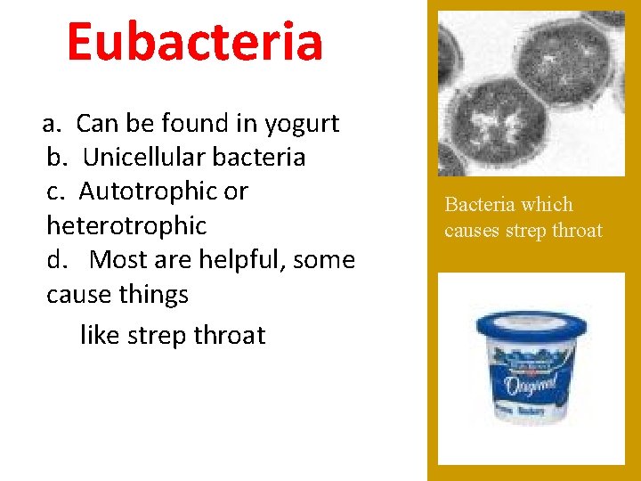 Eubacteria a. Can be found in yogurt b. Unicellular bacteria c. Autotrophic or heterotrophic